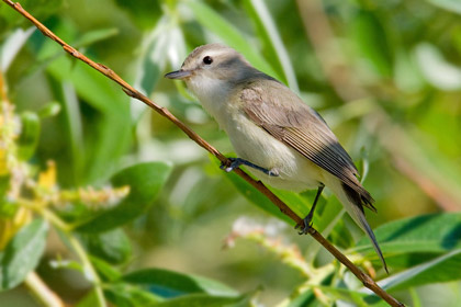 Warbling Vireo Image @ Kiwifoto.com