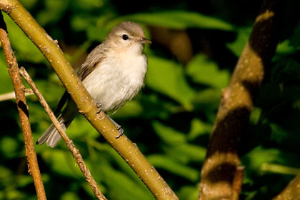 Warbling Vireo Photo @ Kiwifoto.com