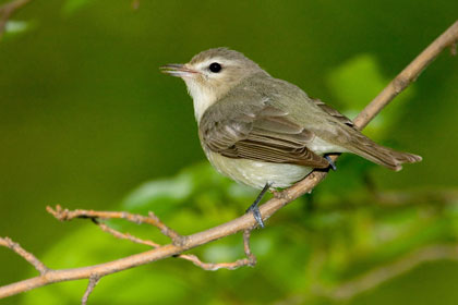 Warbling Vireo Image @ Kiwifoto.com