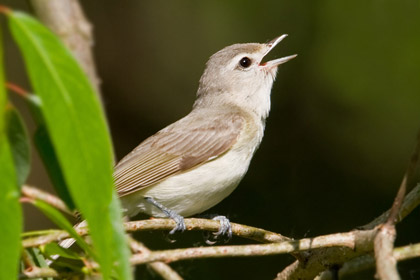 Warbling Vireo Image @ Kiwifoto.com