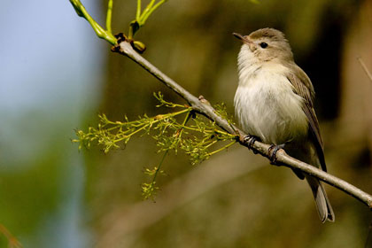 Warbling Vireo Picture @ Kiwifoto.com