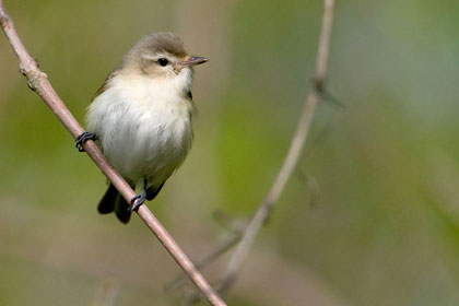 Warbling Vireo Image @ Kiwifoto.com