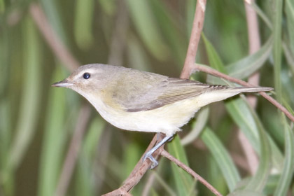 Warbling Vireo Image @ Kiwifoto.com