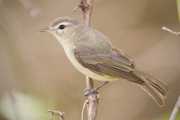 Warbling Vireo Picture @ Kiwifoto.com