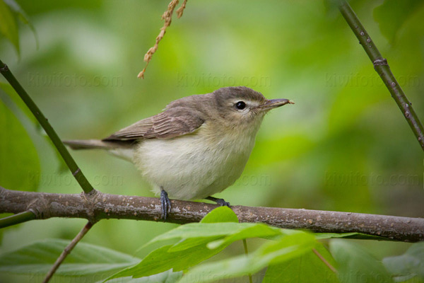 Warbling Vireo Image @ Kiwifoto.com