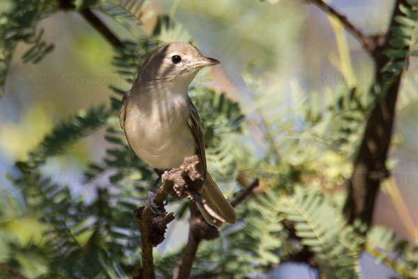 Warbling Vireo Photo @ Kiwifoto.com