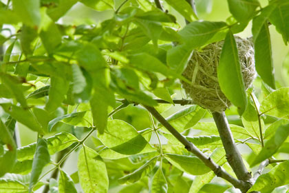 Warbling Vireo Photo @ Kiwifoto.com