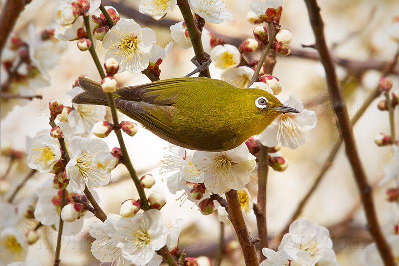 Warbling White-eye Picture @ Kiwifoto.com