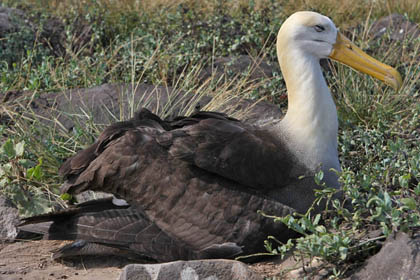 Waved Albatross Image @ Kiwifoto.com