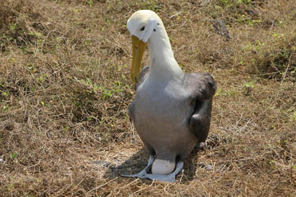 Waved Albatross Image @ Kiwifoto.com