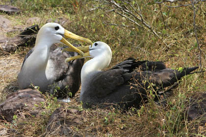 Waved Albatross Picture @ Kiwifoto.com