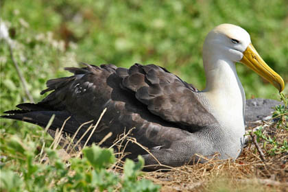 Waved Albatross Picture @ Kiwifoto.com