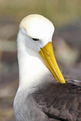 Waved Albatross Image @ Kiwifoto.com