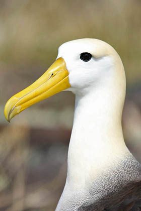 Waved Albatross Picture @ Kiwifoto.com