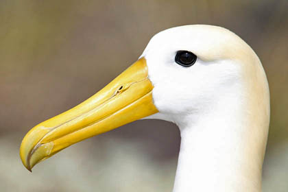 Waved Albatross