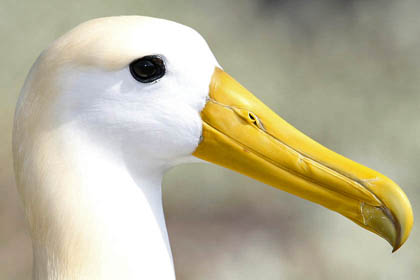 Waved Albatross Picture @ Kiwifoto.com