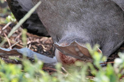 Waved Albatross Picture @ Kiwifoto.com