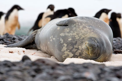 Weddell Seal Image @ Kiwifoto.com