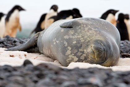 Weddell Seal Picture @ Kiwifoto.com