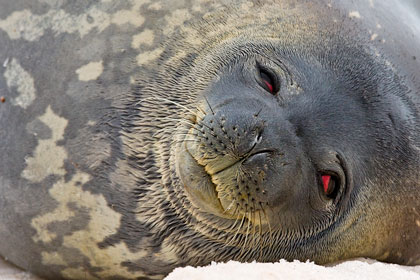 Weddell Seal, Antarctica