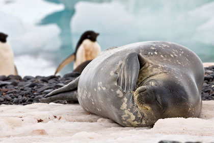 Weddell Seal Picture @ Kiwifoto.com