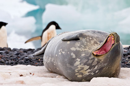 Weddell Seal Picture @ Kiwifoto.com