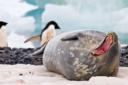 Weddell Seal, Antarctica