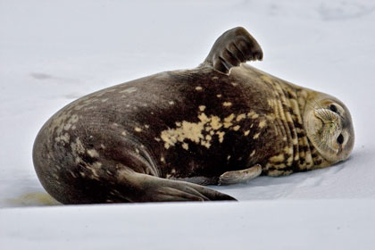 Weddell Seal Picture @ Kiwifoto.com