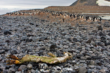 Weddell Seal (carcass)