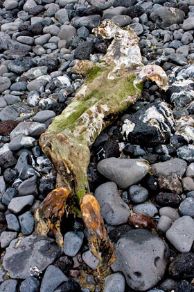 Weddell Seal (carcass)