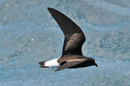 Wedge-rumped Storm-Petrel