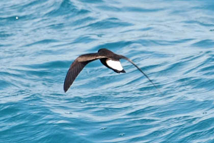 Wedge-rumped Storm-Petrel Photo @ Kiwifoto.com