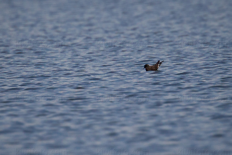 Wedge-rumped Storm-Petrel Photo @ Kiwifoto.com