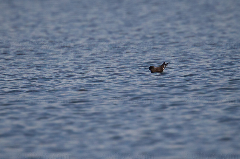 Wedge-rumped Storm-Petrel Picture @ Kiwifoto.com