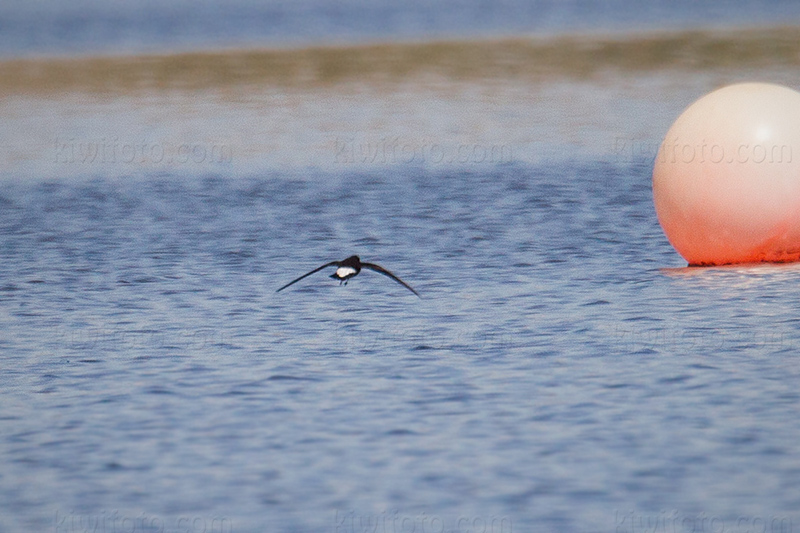 Wedge-rumped Storm-Petrel Image @ Kiwifoto.com