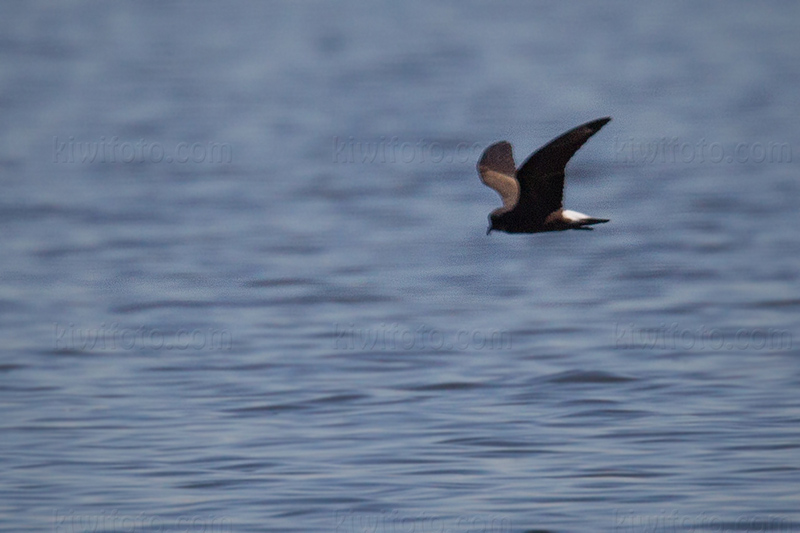 Wedge-rumped Storm-Petrel Photo @ Kiwifoto.com