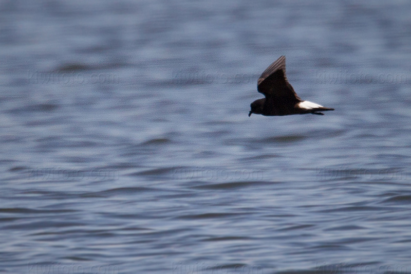 Wedge-rumped Storm-Petrel @ Lake Palmdale, CA