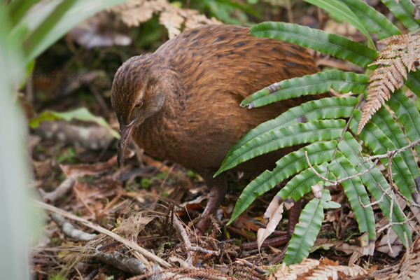 Weka Picture @ Kiwifoto.com