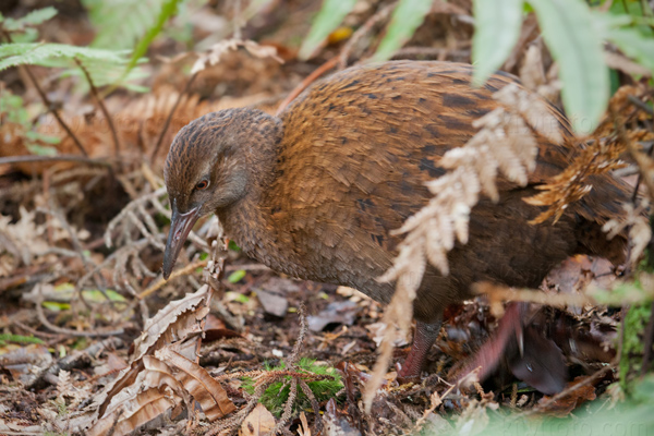 Weka Picture @ Kiwifoto.com