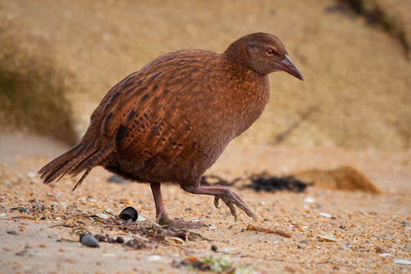 Weka Picture @ Kiwifoto.com