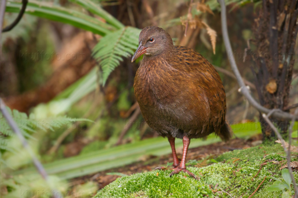 Weka Photo @ Kiwifoto.com