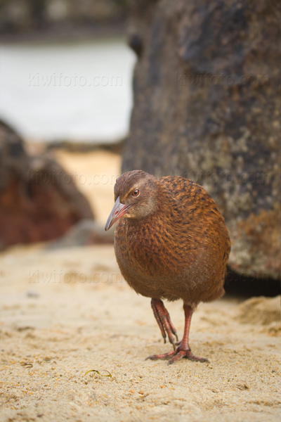 Weka Photo @ Kiwifoto.com