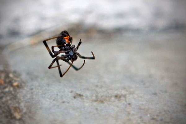 Western Black Widow Image @ Kiwifoto.com