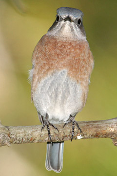 Western Bluebird Photo @ Kiwifoto.com