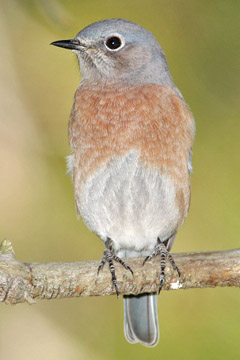 Western Bluebird Picture @ Kiwifoto.com