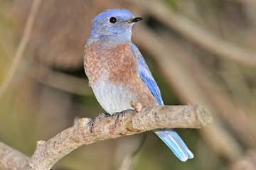 Western Bluebird Image @ Kiwifoto.com