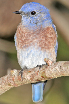 Western Bluebird Image @ Kiwifoto.com