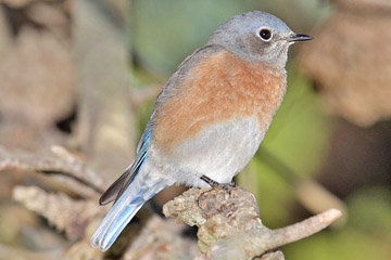 Western Bluebird Image @ Kiwifoto.com