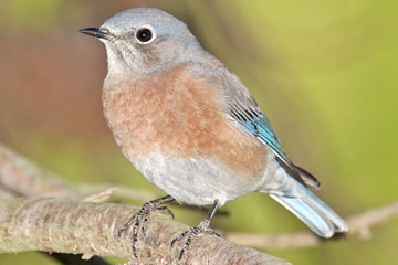 Western Bluebird Photo @ Kiwifoto.com