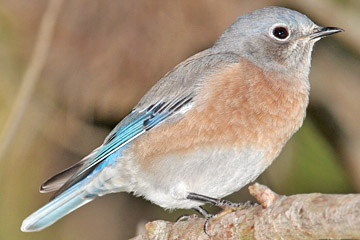 Western Bluebird Photo @ Kiwifoto.com
